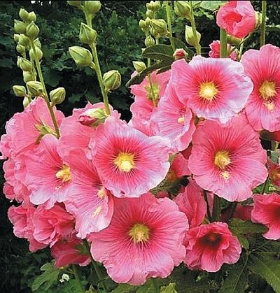 Иллюстрация к книге — Цветы. Лучше, чем у всех. Секреты, хитрости, подсказки умного садовода. Лунный календарь: самый удобный и полезный [autogen_ebook_id122.jpg]