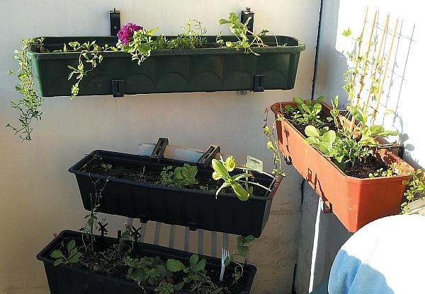 Иллюстрация к книге — Цветы. Лучше, чем у всех. Секреты, хитрости, подсказки умного садовода. Лунный календарь: самый удобный и полезный [autogen_ebook_id124.jpg]