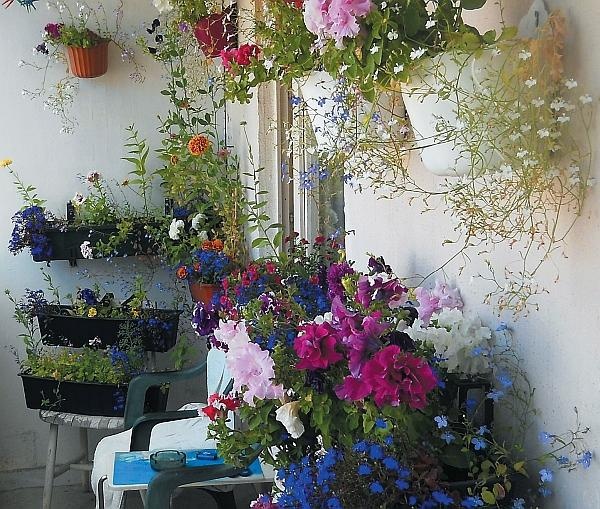 Иллюстрация к книге — Цветы. Лучше, чем у всех. Секреты, хитрости, подсказки умного садовода. Лунный календарь: самый удобный и полезный [autogen_ebook_id126.jpg]