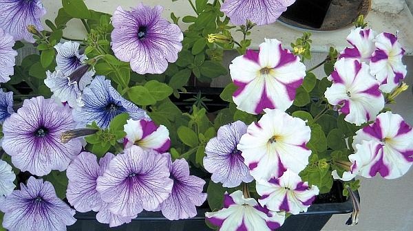 Иллюстрация к книге — Цветы. Лучше, чем у всех. Секреты, хитрости, подсказки умного садовода. Лунный календарь: самый удобный и полезный [autogen_ebook_id128.jpg]