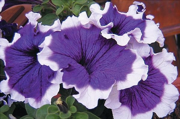 Иллюстрация к книге — Цветы. Лучше, чем у всех. Секреты, хитрости, подсказки умного садовода. Лунный календарь: самый удобный и полезный [autogen_ebook_id130.jpg]