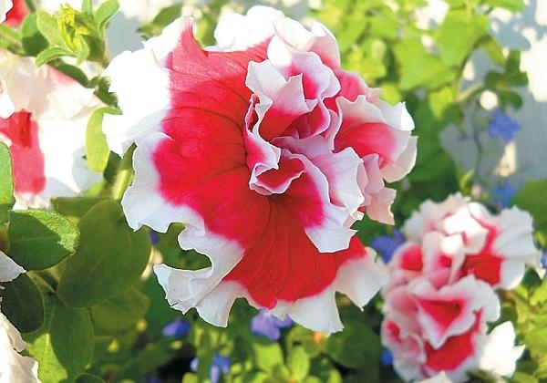 Иллюстрация к книге — Цветы. Лучше, чем у всех. Секреты, хитрости, подсказки умного садовода. Лунный календарь: самый удобный и полезный [autogen_ebook_id131.jpg]