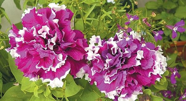 Иллюстрация к книге — Цветы. Лучше, чем у всех. Секреты, хитрости, подсказки умного садовода. Лунный календарь: самый удобный и полезный [autogen_ebook_id132.jpg]