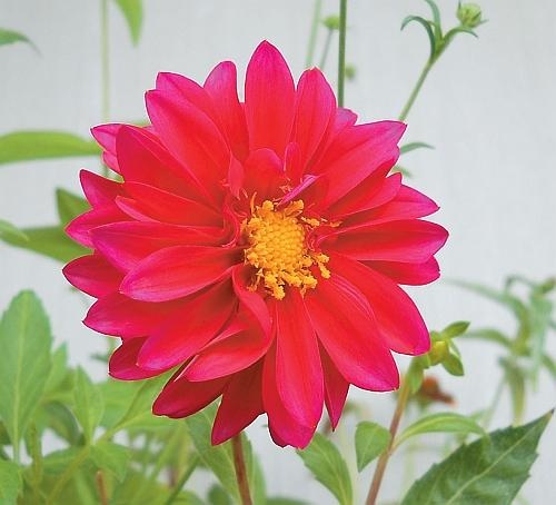 Иллюстрация к книге — Цветы. Лучше, чем у всех. Секреты, хитрости, подсказки умного садовода. Лунный календарь: самый удобный и полезный [autogen_ebook_id177.jpg]