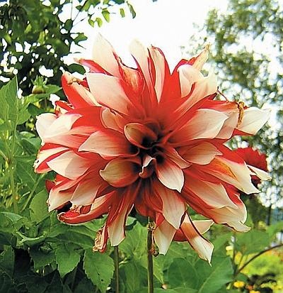 Иллюстрация к книге — Цветы. Лучше, чем у всех. Секреты, хитрости, подсказки умного садовода. Лунный календарь: самый удобный и полезный [autogen_ebook_id180.jpg]