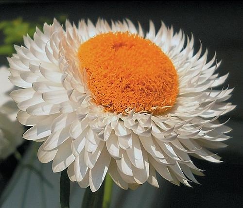 Иллюстрация к книге — Цветы. Лучше, чем у всех. Секреты, хитрости, подсказки умного садовода. Лунный календарь: самый удобный и полезный [autogen_ebook_id184.jpg]