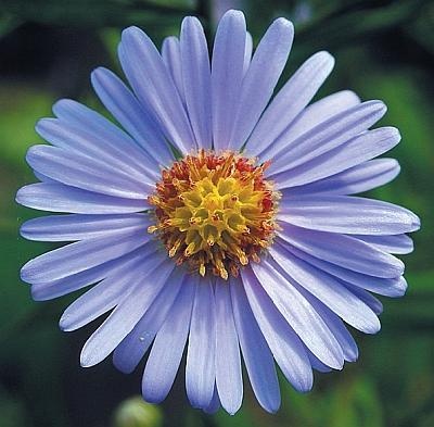 Иллюстрация к книге — Цветы. Лучше, чем у всех. Секреты, хитрости, подсказки умного садовода. Лунный календарь: самый удобный и полезный [autogen_ebook_id186.jpg]