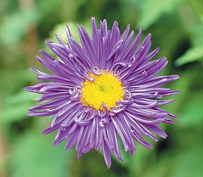 Иллюстрация к книге — Цветы. Лучше, чем у всех. Секреты, хитрости, подсказки умного садовода. Лунный календарь: самый удобный и полезный [autogen_ebook_id187.jpg]