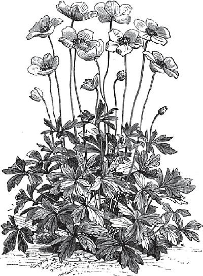 Иллюстрация к книге — Цветы. Лучше, чем у всех. Секреты, хитрости, подсказки умного садовода. Лунный календарь: самый удобный и полезный [autogen_ebook_id57.jpg]