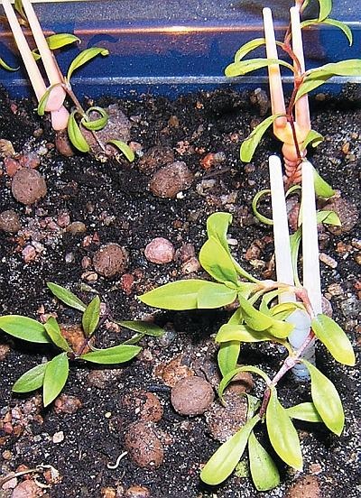 Иллюстрация к книге — Рассада. Лучше, чем у всех! Секреты, хитрости, подсказки умного садовода. Лунный календарь. Самый удобный и полезный [autogen_ebook_id104.jpg]