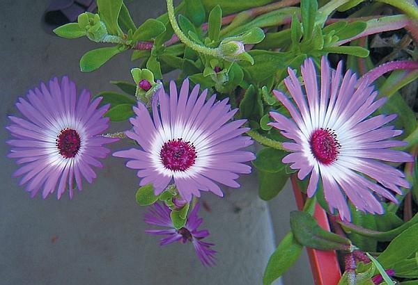 Иллюстрация к книге — Рассада. Лучше, чем у всех! Секреты, хитрости, подсказки умного садовода. Лунный календарь. Самый удобный и полезный [autogen_ebook_id108.jpg]