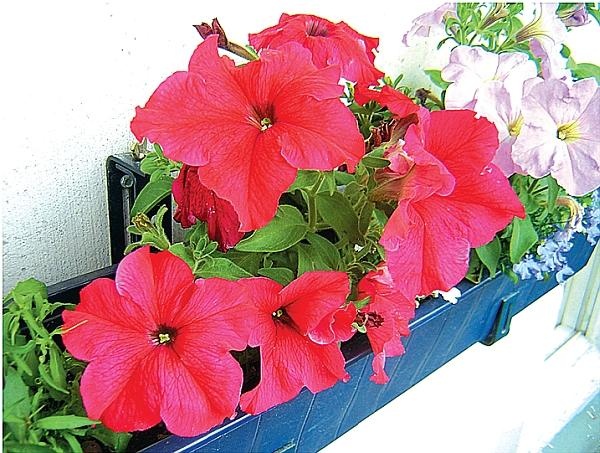 Иллюстрация к книге — Рассада. Лучше, чем у всех! Секреты, хитрости, подсказки умного садовода. Лунный календарь. Самый удобный и полезный [autogen_ebook_id115.jpg]