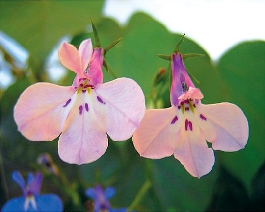 Иллюстрация к книге — Рассада. Лучше, чем у всех! Секреты, хитрости, подсказки умного садовода. Лунный календарь. Самый удобный и полезный [autogen_ebook_id122.jpg]