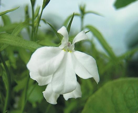Иллюстрация к книге — Рассада. Лучше, чем у всех! Секреты, хитрости, подсказки умного садовода. Лунный календарь. Самый удобный и полезный [autogen_ebook_id123.jpg]