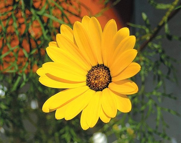 Иллюстрация к книге — Рассада. Лучше, чем у всех! Секреты, хитрости, подсказки умного садовода. Лунный календарь. Самый удобный и полезный [autogen_ebook_id129.jpg]