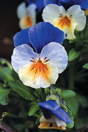 Иллюстрация к книге — Рассада. Лучше, чем у всех! Секреты, хитрости, подсказки умного садовода. Лунный календарь. Самый удобный и полезный [autogen_ebook_id135.jpg]