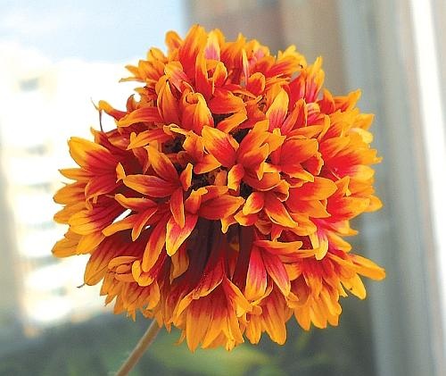 Иллюстрация к книге — Рассада. Лучше, чем у всех! Секреты, хитрости, подсказки умного садовода. Лунный календарь. Самый удобный и полезный [autogen_ebook_id137.jpg]