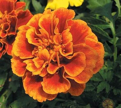 Иллюстрация к книге — Рассада. Лучше, чем у всех! Секреты, хитрости, подсказки умного садовода. Лунный календарь. Самый удобный и полезный [autogen_ebook_id141.jpg]