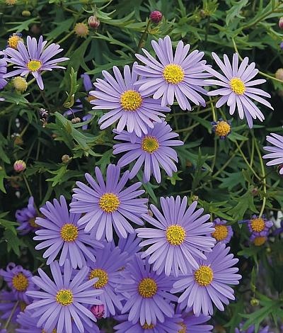 Иллюстрация к книге — Рассада. Лучше, чем у всех! Секреты, хитрости, подсказки умного садовода. Лунный календарь. Самый удобный и полезный [autogen_ebook_id147.jpg]