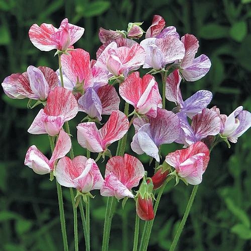 Иллюстрация к книге — Рассада. Лучше, чем у всех! Секреты, хитрости, подсказки умного садовода. Лунный календарь. Самый удобный и полезный [autogen_ebook_id150.jpg]