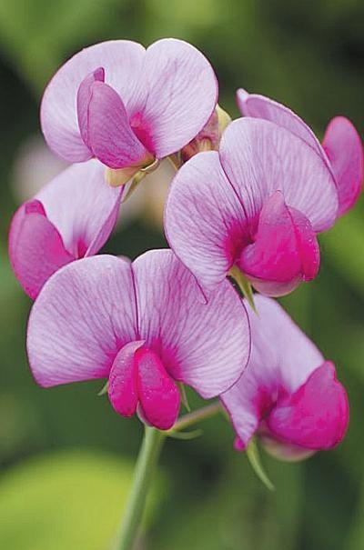 Иллюстрация к книге — Рассада. Лучше, чем у всех! Секреты, хитрости, подсказки умного садовода. Лунный календарь. Самый удобный и полезный [autogen_ebook_id151.jpg]