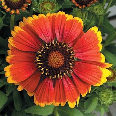 Иллюстрация к книге — Рассада. Лучше, чем у всех! Секреты, хитрости, подсказки умного садовода. Лунный календарь. Самый удобный и полезный [autogen_ebook_id152.jpg]