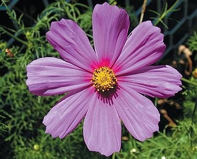 Иллюстрация к книге — Рассада. Лучше, чем у всех! Секреты, хитрости, подсказки умного садовода. Лунный календарь. Самый удобный и полезный [autogen_ebook_id154.jpg]