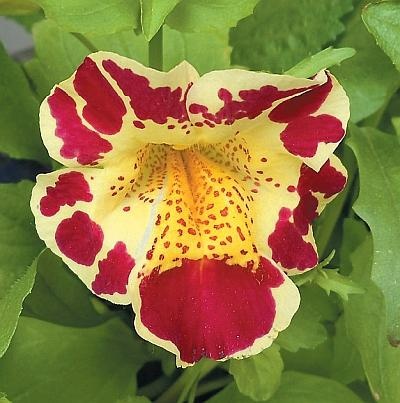 Иллюстрация к книге — Рассада. Лучше, чем у всех! Секреты, хитрости, подсказки умного садовода. Лунный календарь. Самый удобный и полезный [autogen_ebook_id158.jpg]