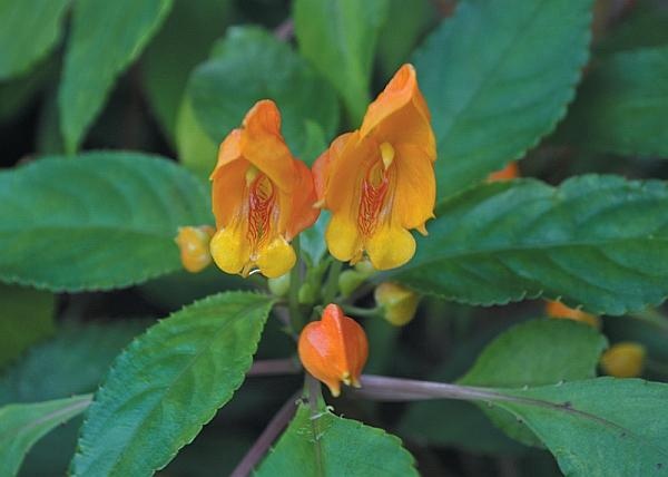 Иллюстрация к книге — Рассада. Лучше, чем у всех! Секреты, хитрости, подсказки умного садовода. Лунный календарь. Самый удобный и полезный [autogen_ebook_id159.jpg]