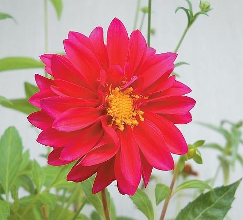 Иллюстрация к книге — Рассада. Лучше, чем у всех! Секреты, хитрости, подсказки умного садовода. Лунный календарь. Самый удобный и полезный [autogen_ebook_id163.jpg]