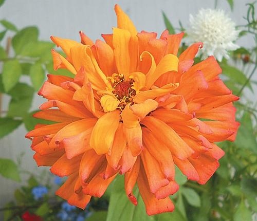 Иллюстрация к книге — Рассада. Лучше, чем у всех! Секреты, хитрости, подсказки умного садовода. Лунный календарь. Самый удобный и полезный [autogen_ebook_id164.jpg]