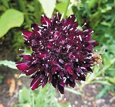 Иллюстрация к книге — Рассада. Лучше, чем у всех! Секреты, хитрости, подсказки умного садовода. Лунный календарь. Самый удобный и полезный [autogen_ebook_id167.jpg]