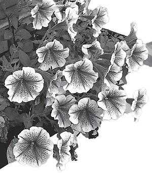 Иллюстрация к книге — Рассада. Лучше, чем у всех! Секреты, хитрости, подсказки умного садовода. Лунный календарь. Самый удобный и полезный [autogen_ebook_id44.jpg]