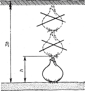 Иллюстрация к книге — Рассада. Лучше, чем у всех! Секреты, хитрости, подсказки умного садовода. Лунный календарь. Самый удобный и полезный [autogen_ebook_id49.jpg]