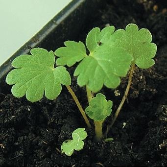 Иллюстрация к книге — Рассада. Лучше, чем у всех! Секреты, хитрости, подсказки умного садовода. Лунный календарь. Самый удобный и полезный [autogen_ebook_id90.jpg]