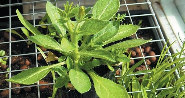 Иллюстрация к книге — Рассада. Лучше, чем у всех! Секреты, хитрости, подсказки умного садовода. Лунный календарь. Самый удобный и полезный [autogen_ebook_id95.jpg]