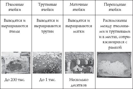 Иллюстрация к книге — Пчеловодство для начинающих [_31.jpg]