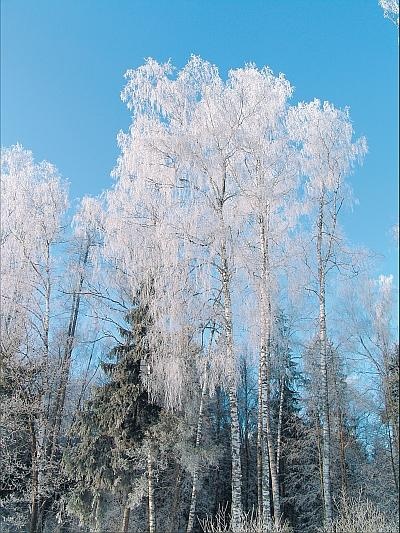 Иллюстрация к книге — Пчеловодство для начинающих [_347.jpg]