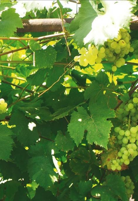 Иллюстрация к книге — Домашний виноградник. Виноград для средней полосы России и севернее [autogen_ebook_id16.jpg]