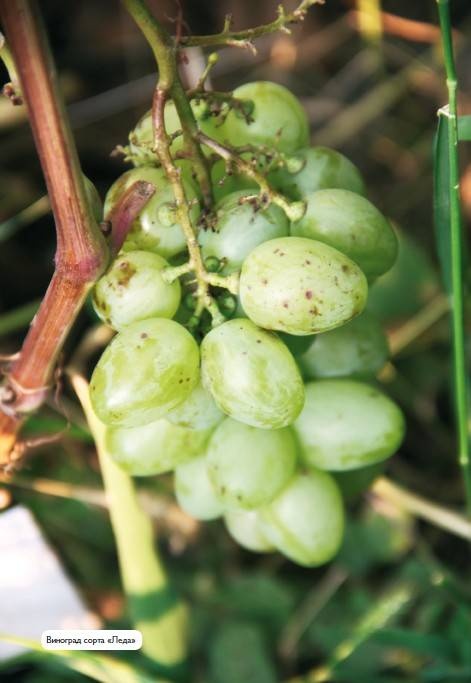 Иллюстрация к книге — Домашний виноградник. Виноград для средней полосы России и севернее [autogen_ebook_id21.jpg]