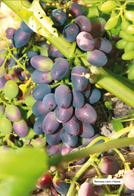 Иллюстрация к книге — Домашний виноградник. Виноград для средней полосы России и севернее [autogen_ebook_id22.jpg]