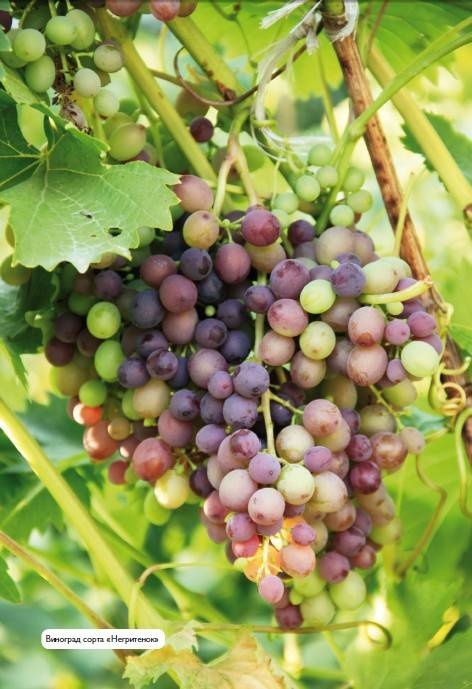 Иллюстрация к книге — Домашний виноградник. Виноград для средней полосы России и севернее [autogen_ebook_id25.jpg]