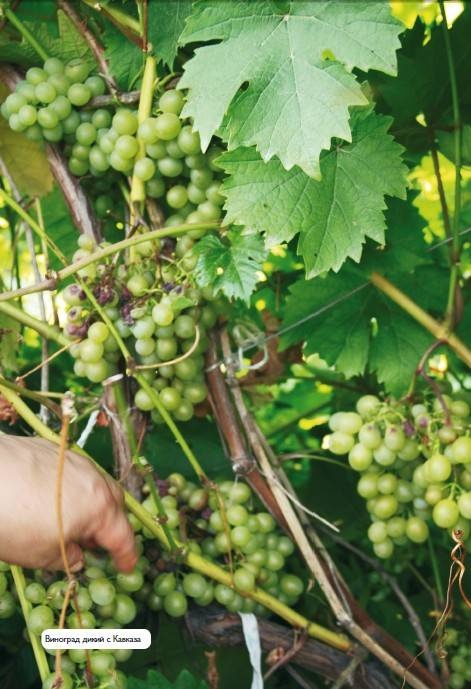 Иллюстрация к книге — Домашний виноградник. Виноград для средней полосы России и севернее [autogen_ebook_id33.jpg]