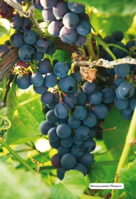 Иллюстрация к книге — Домашний виноградник. Виноград для средней полосы России и севернее [autogen_ebook_id34.jpg]