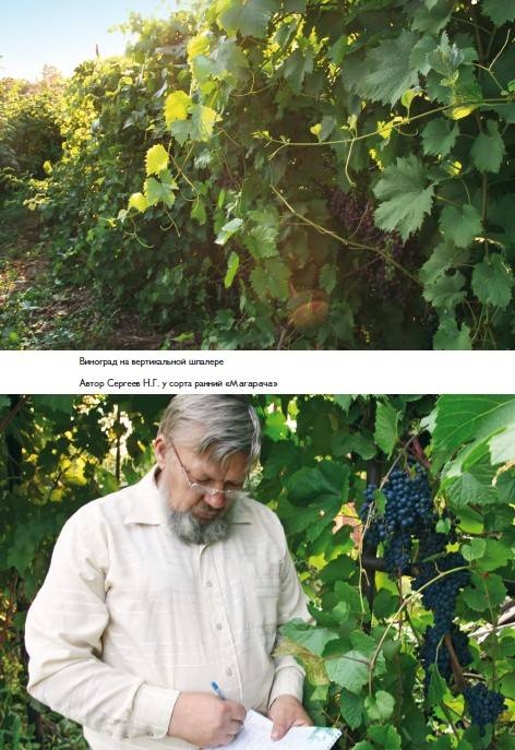 Иллюстрация к книге — Домашний виноградник. Виноград для средней полосы России и севернее [autogen_ebook_id35.jpg]
