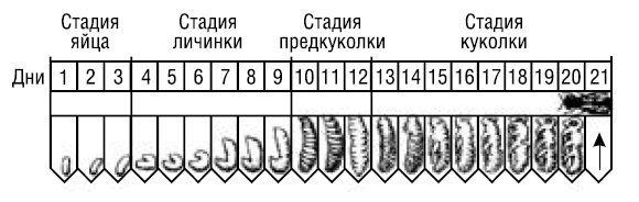 Иллюстрация к книге — Полный справочник пчеловода [i_006.jpg]