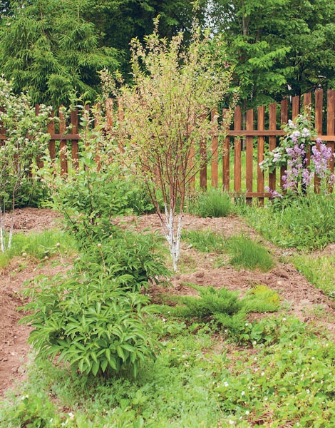 Иллюстрация к книге — Яблони и груши. Секреты урожая от Октябрины Ганичкиной [_11.jpg]