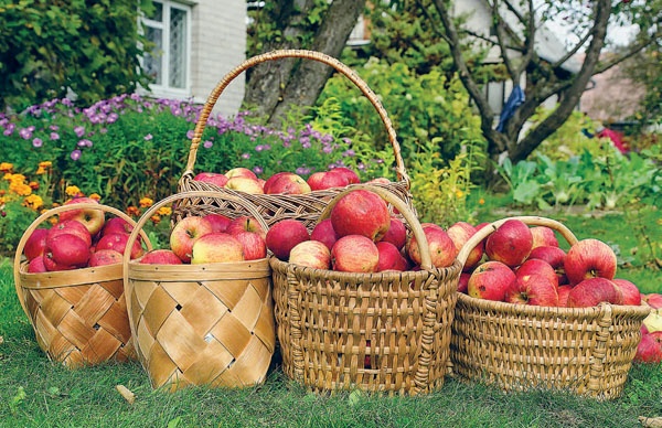 Иллюстрация к книге — Яблони и груши. Секреты урожая от Октябрины Ганичкиной [_16.jpg]