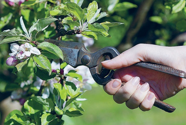 Иллюстрация к книге — Яблони и груши. Секреты урожая от Октябрины Ганичкиной [_19.jpg]