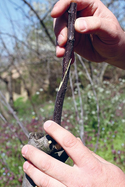 Иллюстрация к книге — Яблони и груши. Секреты урожая от Октябрины Ганичкиной [_23.jpg]